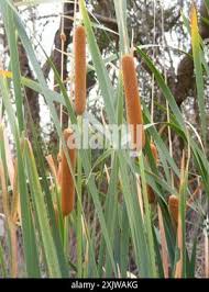 Image result for Typha capensis