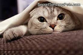 Kedilerin Kulaklari Sogukken Ne Demektir Tr Secrettohappypets Com