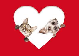 Bird Safe Cat Collar Canada Valentines Pet Danger Top 5 Pet Safety Tips For Valentines Day Cute Cats And Dogs Animal Valentine Dog Peeking