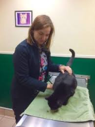 Country animal hospital has provided veterinary care to the animals of the plateau since the early 1950's. Healthy Pets Opening Fear Free Feline Clinic This Spring Thurstontalk