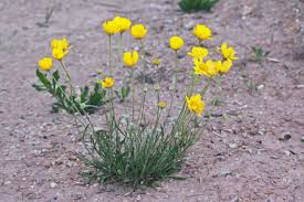 Image result for Inversodicraea torrei