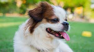 These chihuahua mixed breeds come in all shapes and styles, but every one is amazingly adorable. Shih Tzu Chihuahua Mix Shichi Breed Information Puppy Prices More