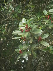 Image result for Dictyophleba lucida