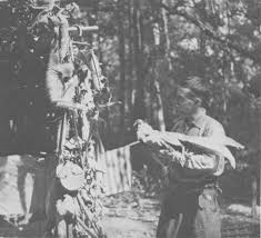 Image result for Landolphia bruneelii