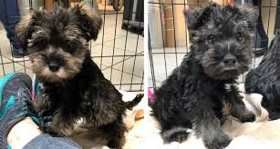 This is chauncey, an adorable puppy, born dec. Rescued Dogs Available For Adoption After Birthing Puppies Wfla