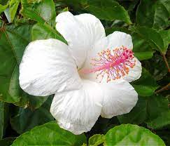 Hibiscus White With Pink Piston Hibiscus Flowers Hibiscus Gumamela