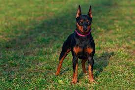 If you're looking for a little dog that's active with low grooming needs, a beagle might be the dog breed for you. 20 Short Haired Dog Breeds For Lower Maintenance Care