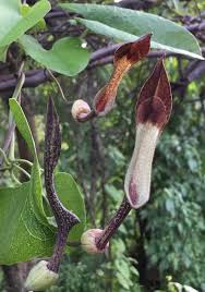 Image result for Aristolochiaceae