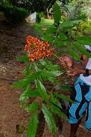 Image result for Connaraceae