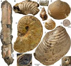 Long Tail Is Tale Of Extinction For Amazing Sea Creatures Fossils Ammonite Geology