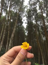 Bunga Kuning Hutan Pinus Bukit Bintang Bandung Bunga Gambar Bintang