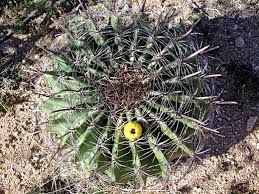 Since cacti live in dry areas, they need to absorb large amount of water and. Ferocactus Wislizeni Arizona Barrel Cactus