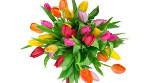 Handbemalte blumenstrauß mit weißen anemonen, beeren und eukalyptus zum digitalen download. Blumenstrauss Tulpen Rosa Gelbe Rote Blumen Weisser Hintergrund 5120x2880 Uhd 5k Hintergrundbilder Hd Bild