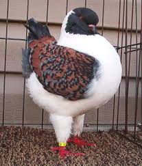 Birds That Don T Fly Well Pin On Pigeons Doves