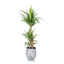 To most of uk mainland including saturday delivery. Xl Yucca Houseplant Large Houseplants Online Uk