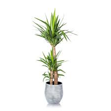 Plant yucca trees or shrubs where they get plenty of sunlight, and there is adequate airflow. Xl Yucca Houseplant Large Houseplants Online Uk