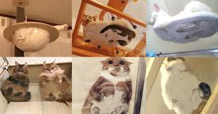 Four squares of glass come together to create a large table top, while the frame of the table is made from a mixture of teak wood and rosewood. 50 Funny Photos Of Cats On Tables