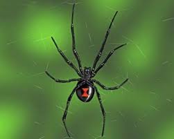No, we are not talking black magic potions here. Black Widow Spiders Facts Black Widow Spider Black Widow Spider