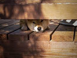 犬 おしゃれまとめの人気アイデア pinterest s 柴犬 森 犬