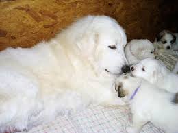 Find great pyrenees puppies and breeders in your area and helpful great pyrenees information. Wells Providence Akc Great Pyrenees Breeder Available Puppies