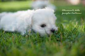 Allevamento e addestramento cuccioli cavalier maltese a levico terme (tn). Allevamento Cani Maltesi Della Famiglia Contarini A Solarolo Ravenna Canimaltesi It