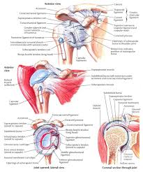 Glenohumeral Joint Bahu