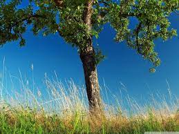 Fresh Family Tree Desktop Wallpaper