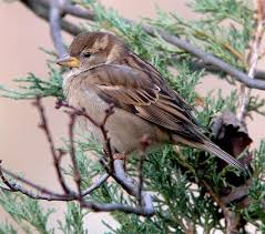 Backyard Birds Of New Jersey Field Guide House Sparrow House Sparrow Female House Sparrow Backyard Birds