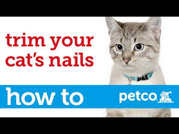 Our full service groomers are trained specialist with stylish precision trimming of both long. How To Cut Your Cat S Nails Petco Youtube