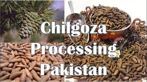 The olive tree is the official national tree of pakistan. Pine Nuts Tree In Pakistan Novocom Top