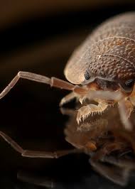 Pest control in san diego has needed rethinking and innovation. About Us Catsusa Pestcontrol California