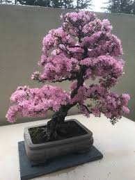 Pin By Raga On Bonsai Inspiration Bonsai Flowers Plants
