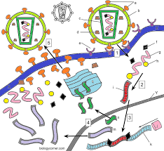 Animal cell coloring page answers exquisite decoration animal cell from animal cell coloring worksheet, source:lawslore.info. Hiv Coloring