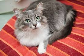 ‪How Cats Age | PAWS Chicago‬‏