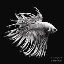Betta fish are not a particularly large species, but all aquarium fish need space to swim. White Betta Fish Fighting Fish Isolated On Black Background Digital Art By Saranyaphach Jitpilai
