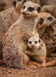 New Addition At Chester Zoo Meerkat Animals Friends Animals Beautiful