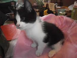 Enter your email address to receive alerts when we have new listings available for cats kittens free to good home. 4 Kittens For Sale Free To Good Homes Norwich Norfolk Pets4homes