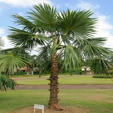 Image result for Coccothrinax