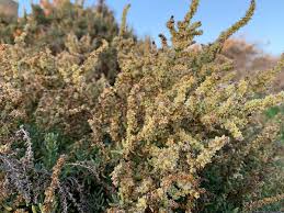 Image result for Salsola