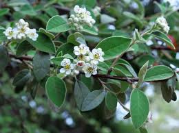 Image result for Cotoneaster