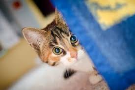 The host is, naturally, more than sufficient as this necessary source of food. What Are The Signs That My Pet May Have Fleas South Wilton Vet