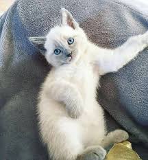 All available kitties for sale kitties for adoption retired breeding cats breeding cats. Siamese Kittens For Sale Siamese Cat For Sale Siamese Kitty