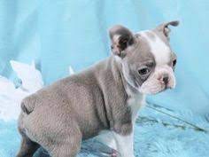 Blue boston terriers are not officially recognized by the american kennel club (akc). Blue Boston Terrier Puppies For Sale Google Search Boston Terrier Puppy Boston Terrier Dog Baby Boston Terriers