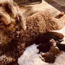 Deans Doodles Prichard Wv 606 331 3362 Home Facebook