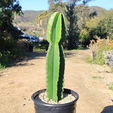 Image result for Euphorbia ingens