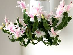 Botanically, christmas cactus is, indeed, a true cactus; Caring For Your Christmas Cactus