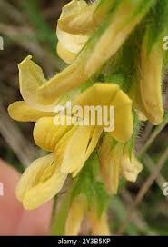 Image result for Eriosema cordatum