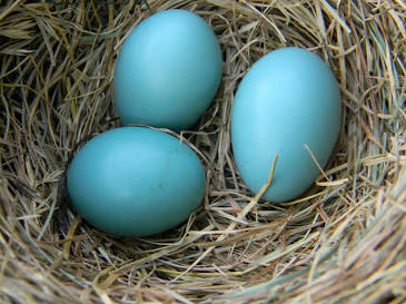 Robin egg blue - Wikipedia
