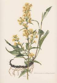 Botanical Print Solidago Virgaurea European Goldenrod Etsy Botanical Prints Botanical Illustration Watercolor Botanical Illustration