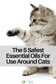Moreover, as cat owners and lovers ourselves, the following list represents essential oils that we have used around our own pets for many years without and, in the words of the modern father of essential oils and the eminent scholar robert tisserand you can diffuse essential oils around cats safely, so. The 5 Essential Oils Considered Safest For Use Around Cats Enjoy Natural Health